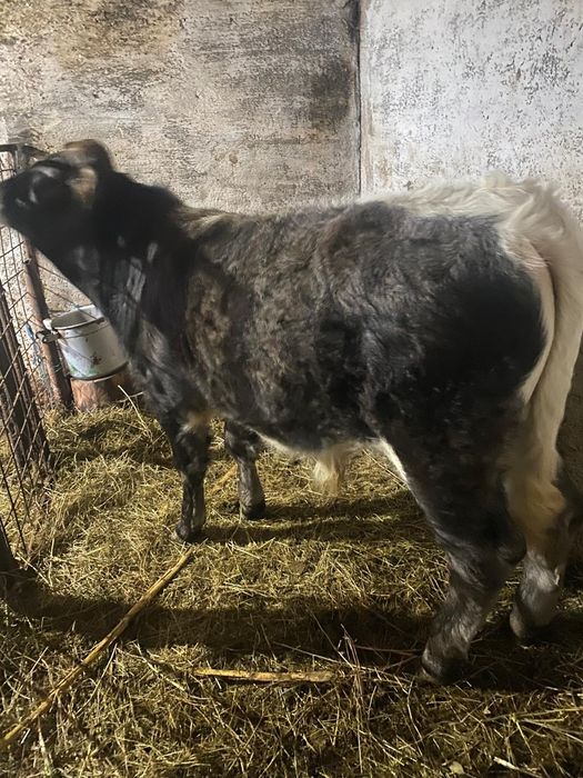 De vânzare vaca bălțată și 2 vitei !