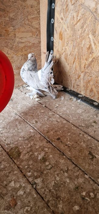 Porumbei votați indieni de vânzare  100lei bucata