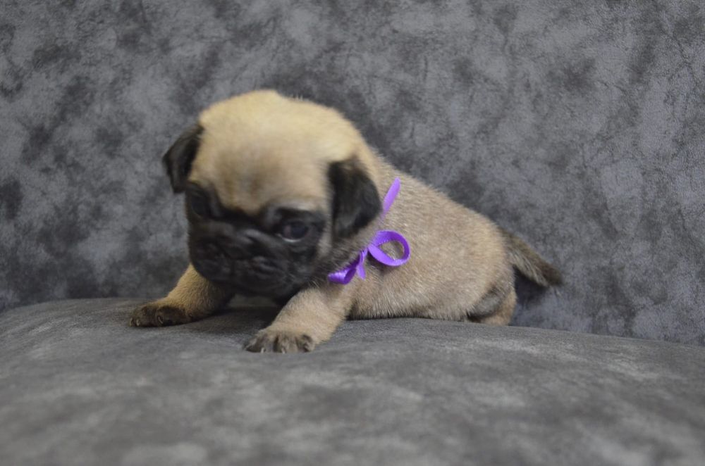 Продам щенков Мопса.