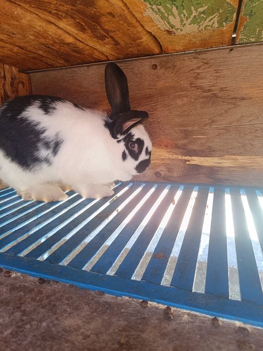 Два мъжки заека. Мелези на 3 месеца и половина.