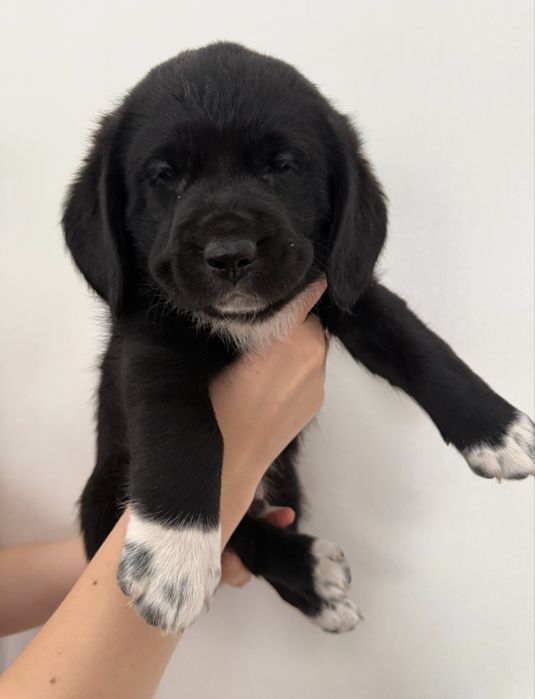 Щенок мальчик, помесь бигля, бесплатно