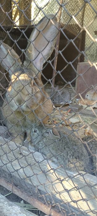 Крольчата возраст 1,5 месяца