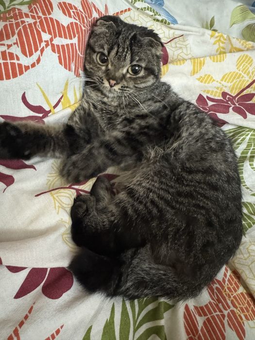 Отдам кошечку , Мия