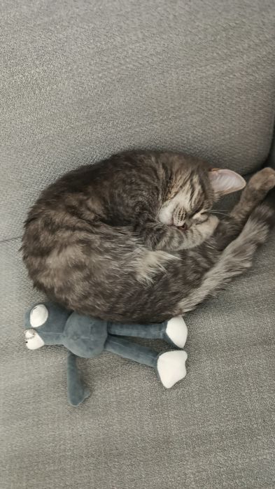 Кошка в добрые руки