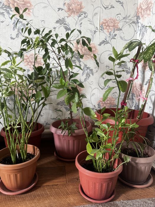 Цветы для офиса. Үй кеңсе гүлдері