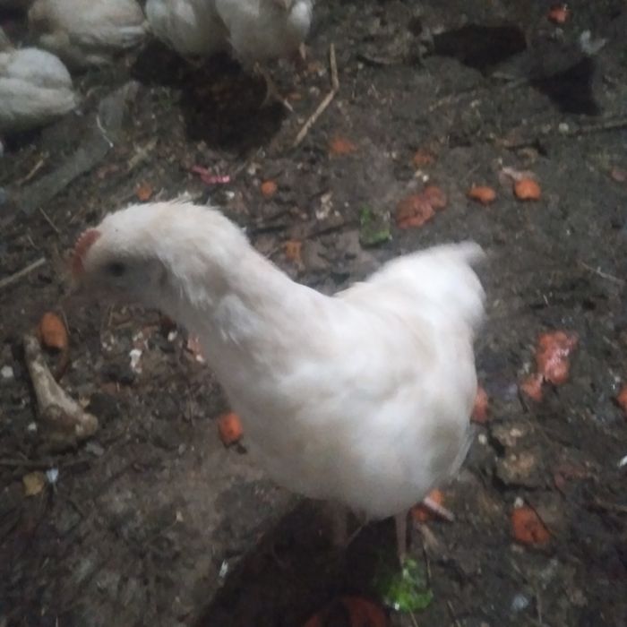 Қораз шожелери  петухи