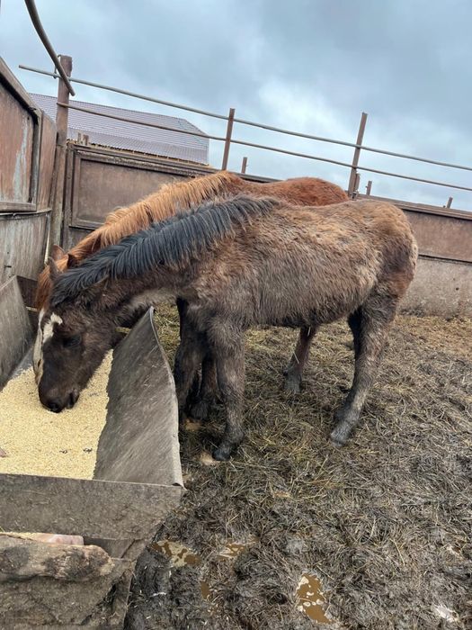 Продам жеребят!!