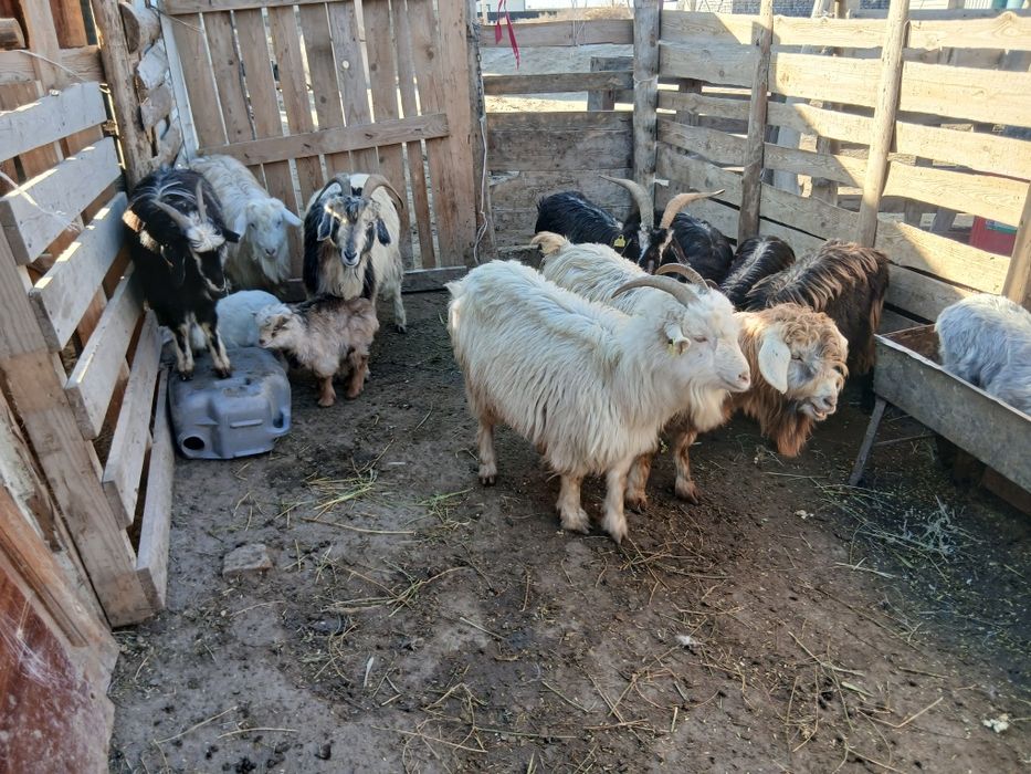 Лақты ешкілер тушалар