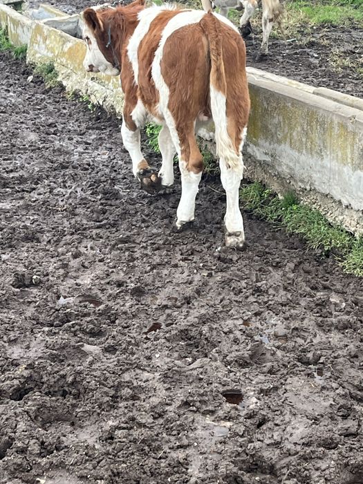 Tauras Baltat Romanesc…..