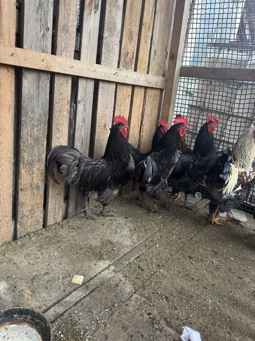 Vand cocosi frumosi!