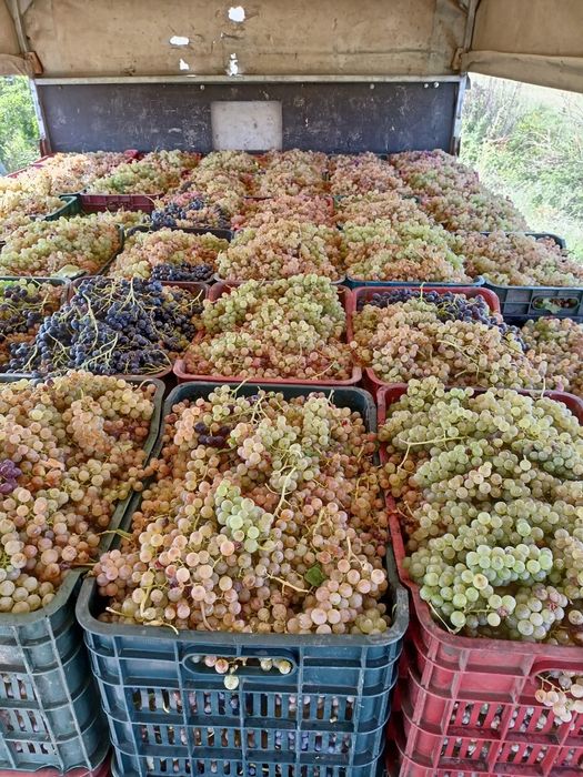 Vând struguri de vin