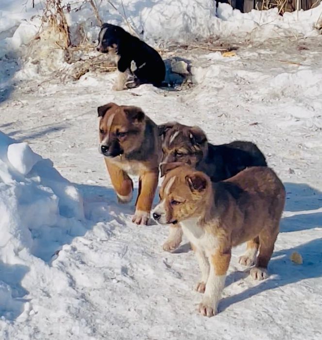Щенки 3 мес. В добрые руки!