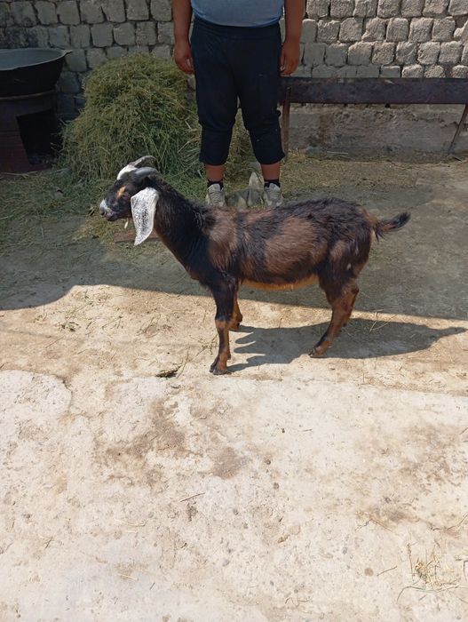 Нуми ешкі сатылады Атакент