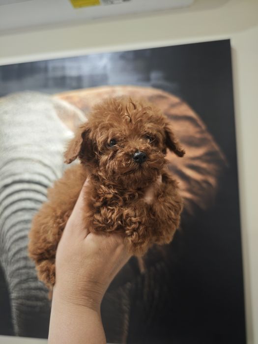 Poodle Toy момче и момиче