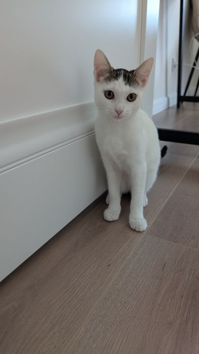 Котенок Девочка 4мес Милая Ласковая кошечка