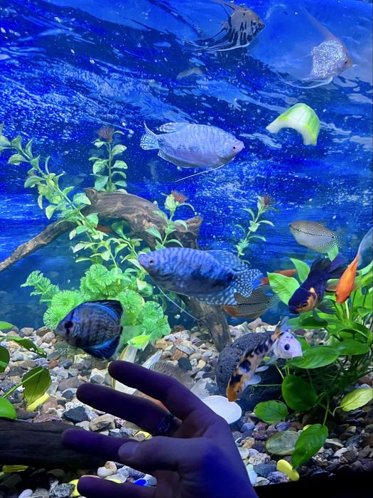 Аквариумные рыбки. мирные породы