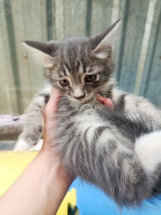 Отдам котят в хорошие руки