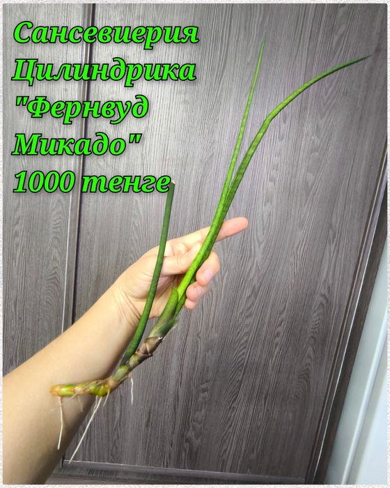 Бильбергия, Дримиопсис и другие