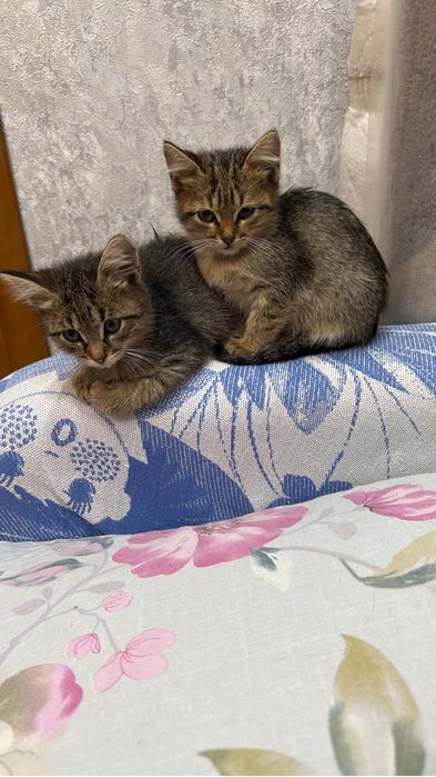 Котята бесплатно