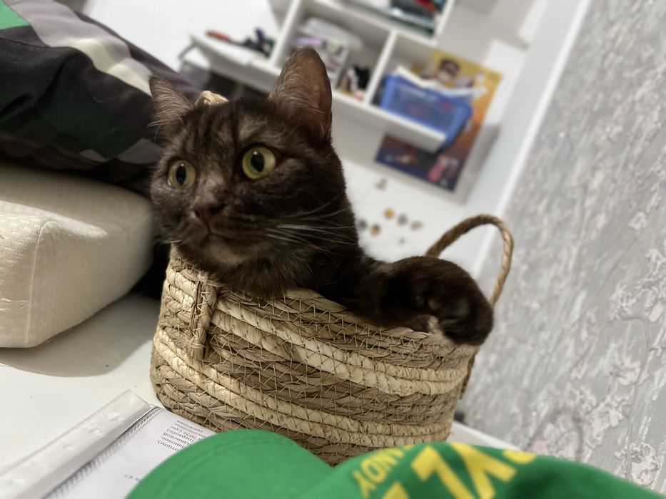 Отдам в добрые руки