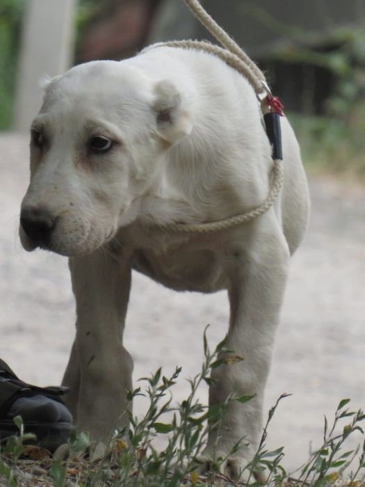 Щенки алабайчики