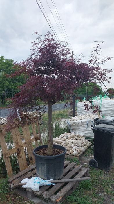 Amenajari gradini de la A la Z