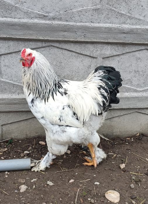 Disponibil cocos brahma hd