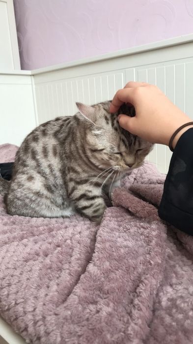 Два кота скотиш страйт
