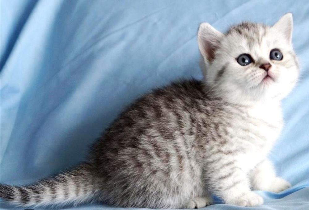 Британские котята