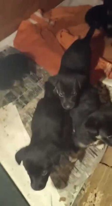 Подкинули щенков. Нужен дом. Срочно!