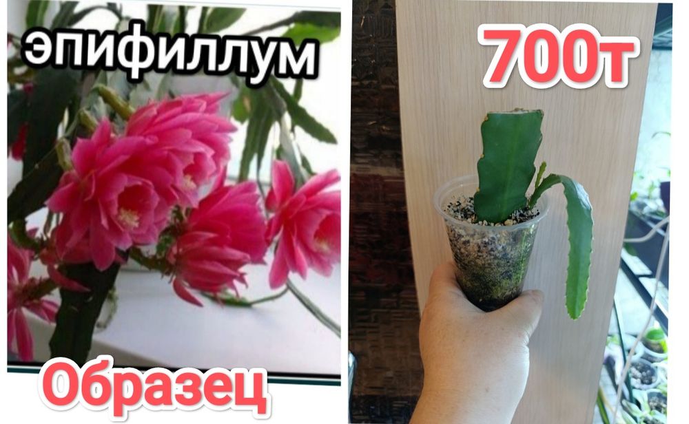 Комнатные растения