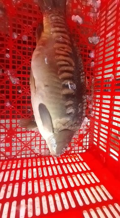 Tirik Xorazim Sazan 100% moysiz  65.000 2+