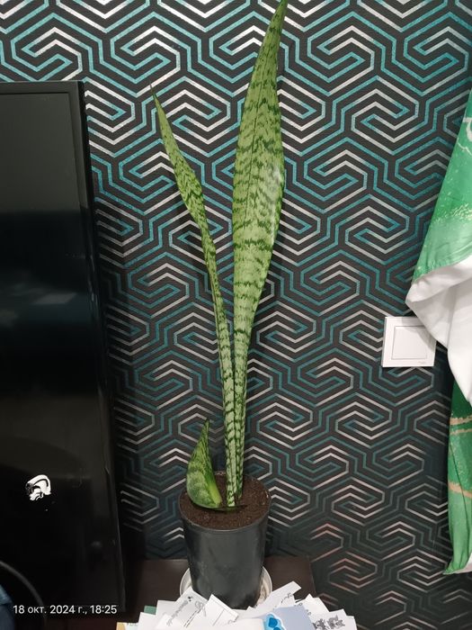 Сансевиерия, в народе усы