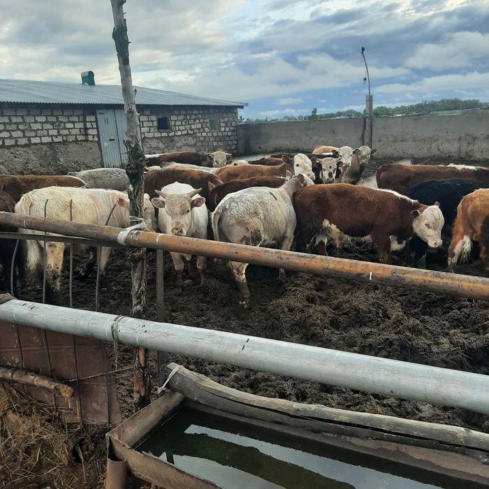 Прожажа откормленных бычкоа