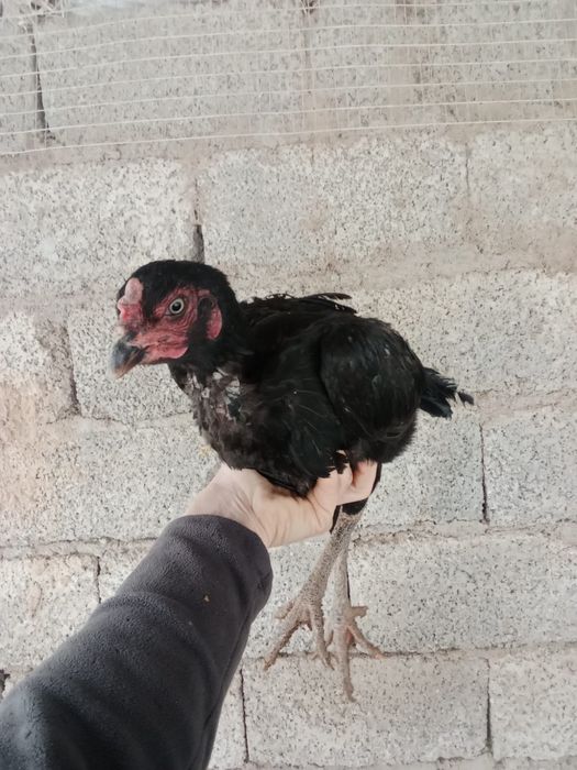 Дакан мекендер сатылады