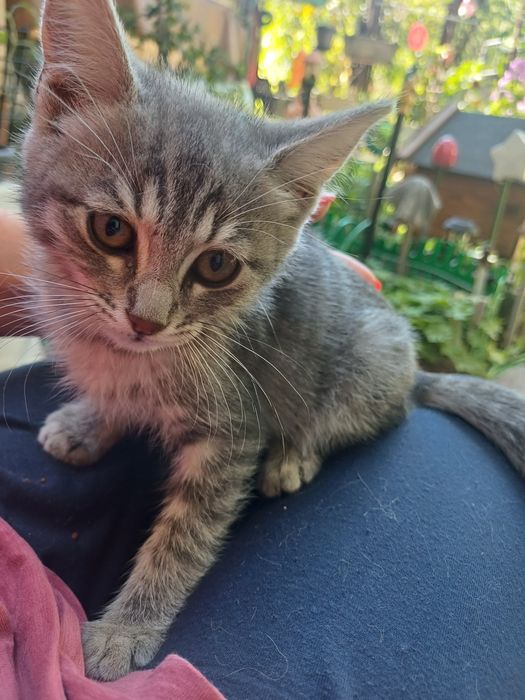 Женски гальовни котета си търсят дом