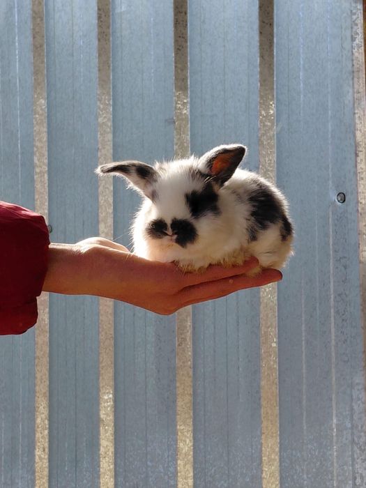 Продам декоративных кроликов