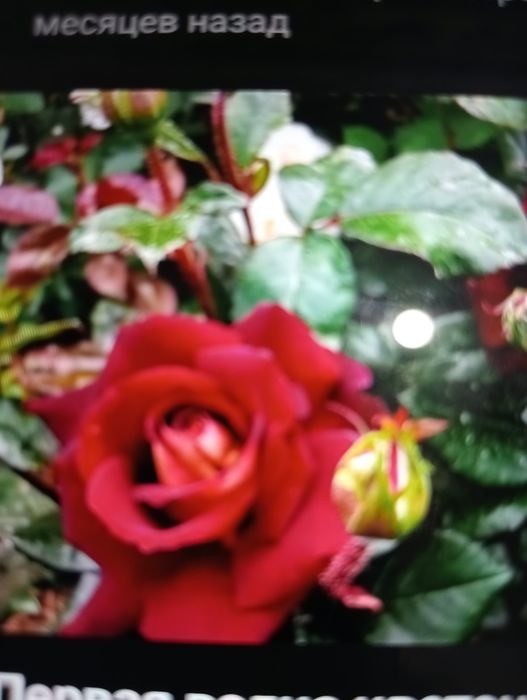 Розы саженцы кусты