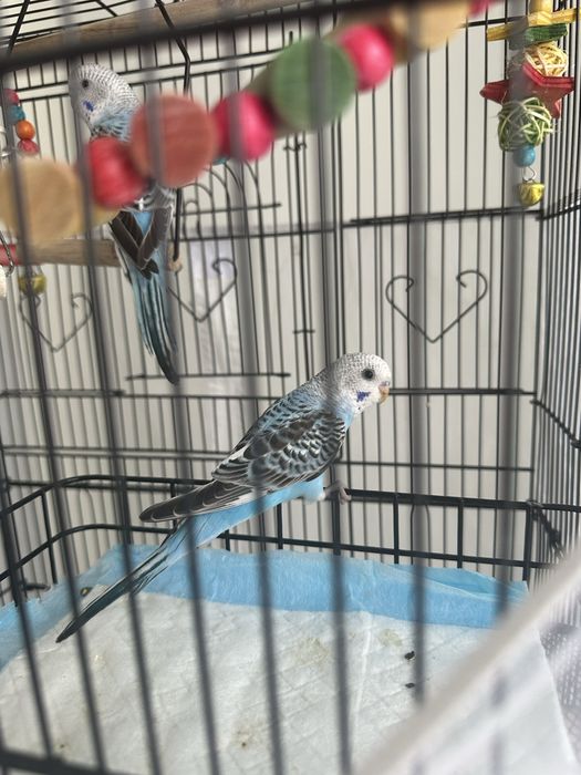 Продаю попугаев малышей