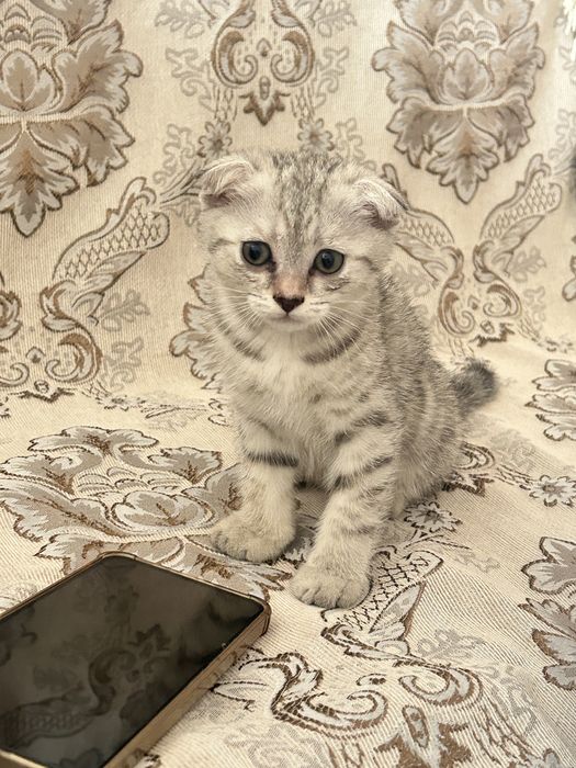 Чистые домашние котенки