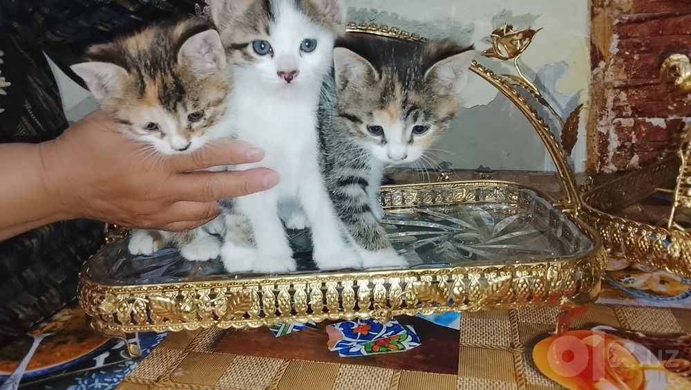 Отдадим котят в добрые руки