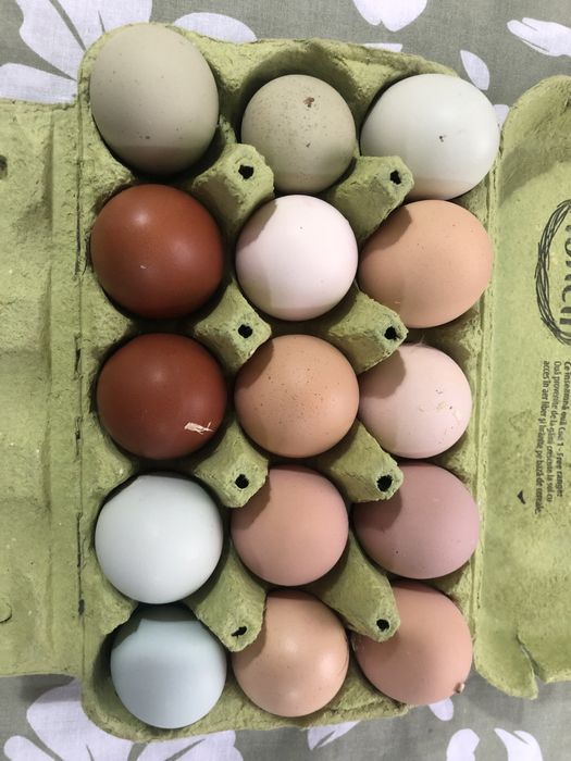 Oua incubat Marans,Brahma, Araucana, mixte