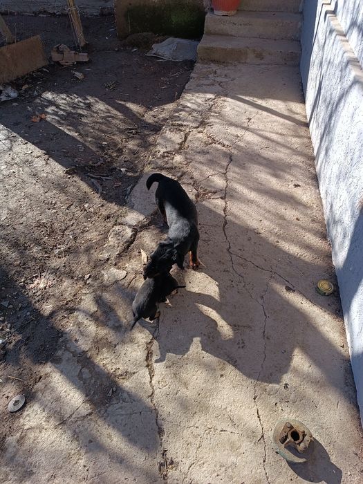 Ягдерьер щенки рабочие