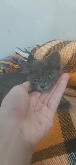 Отдам котенка в добрые руки