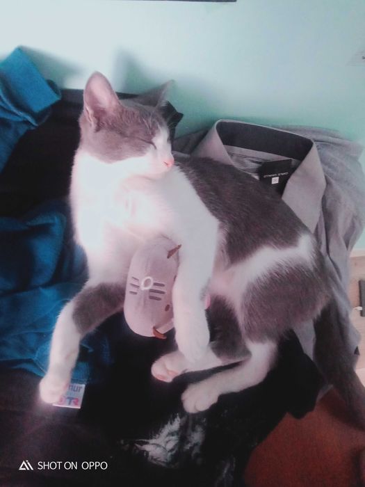 Отдаём кошку в добрые руки!