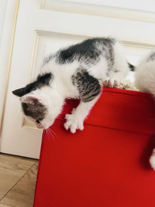 Donez ofer spre adoptie pui pisica