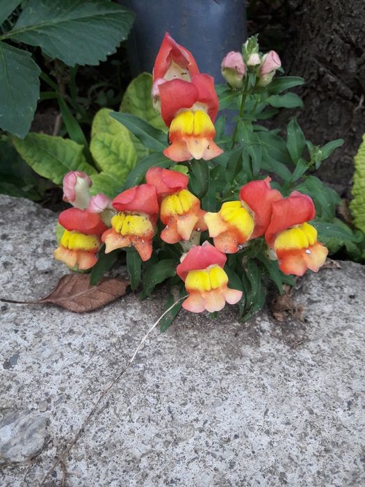 Мини кученца ...