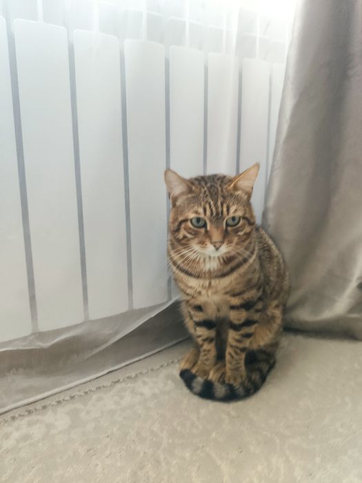 Нету гарантия даберенни