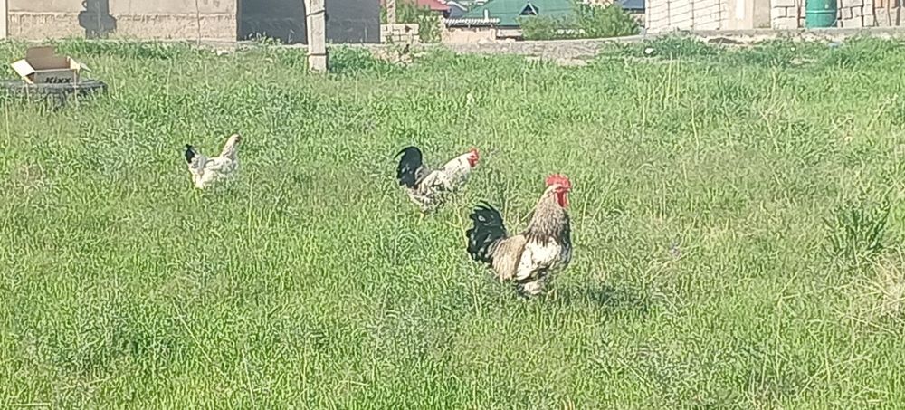 Продаются петухи