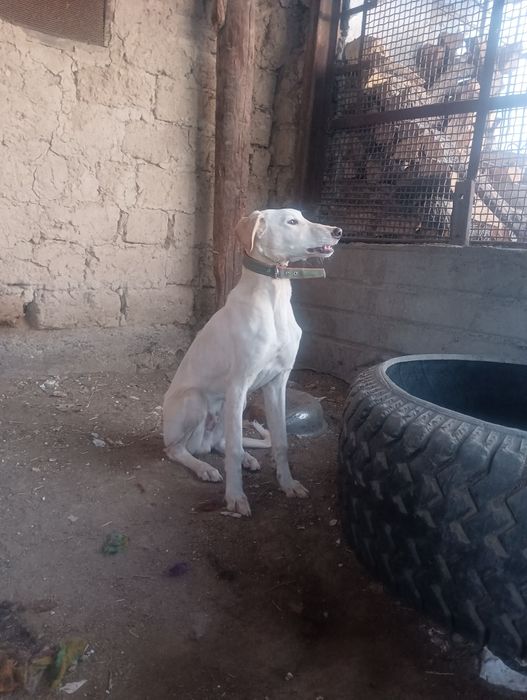 Тазы 7 айлық Төбет Бір жасқа толды